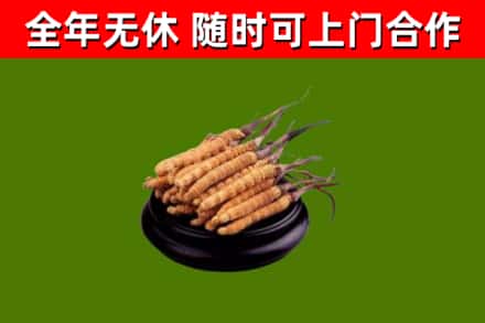 祁东县回收散虫草